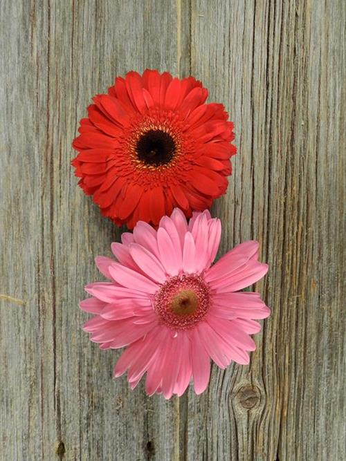 VALENTINE DAY  PACK- RED, WHITE & PINKS  SEASONAL GERBERA